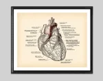 Vintage anatomisk illustration av det mänskliga hjärtat med detaljerade anteckningar om de olika delarna och strukturerna, idealisk för vetenskaplig eller utbildningsinredning.