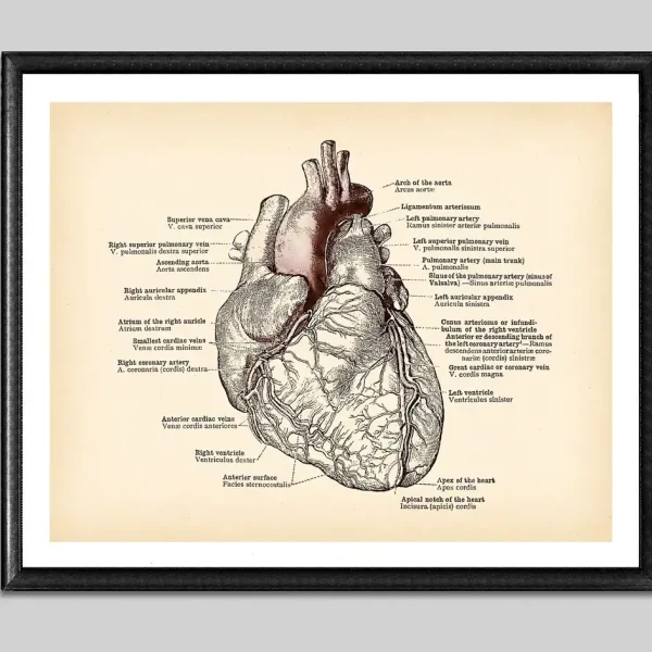 Vintage anatomisk illustration av det mänskliga hjärtat med detaljerade anteckningar om de olika delarna och strukturerna, idealisk för vetenskaplig eller utbildningsinredning.