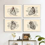 Illustration av fyra anatomiska mänskliga hjärtan med detaljerade anteckningar, inramade, för vetenskaplig eller utbildningsinredning.