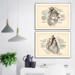 Två vintage-illustrationer av mänskliga hjärtan, detaljerade och annoterade, inramade, perfekta för vetenskaplig eller utbildningsinredning.