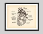 Detaljerad anatomisk illustration av ett mänskligt hjärta med anteckningar om de olika delarna, som visar den interna och externa strukturen av hjärtat för vetenskaplig utbildning.