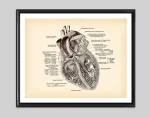 Gammal anatomisk diagram av det mänskliga hjärtat med detaljerade anteckningar, som illustrerar strukturen och funktionen hos de olika delarna av hjärtat. Perfekt för vetenskaplig eller utbildningsinredning.