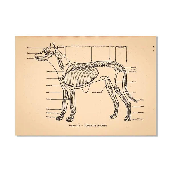 Anatomisk illustration av en hund som visar skelettet, de inre organen och benstrukturen, idealisk för vetenskapligt lärande eller utbildande inredning.