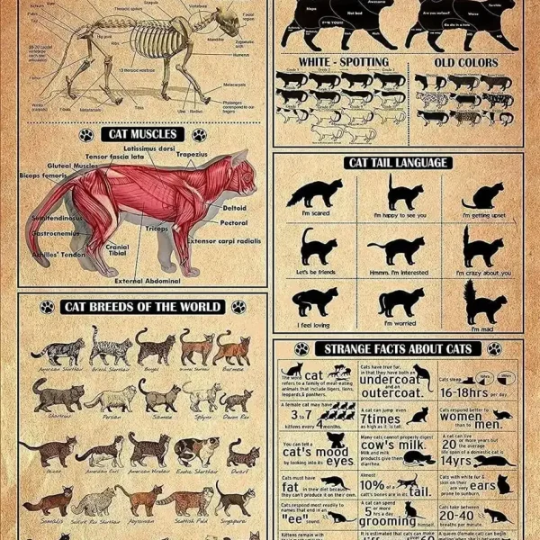 Utbildningsillustration om anatomi, beteende och mångfald av katter, inklusive anatomiska diagram, färgvariationer, svansspråk och överraskande fakta.