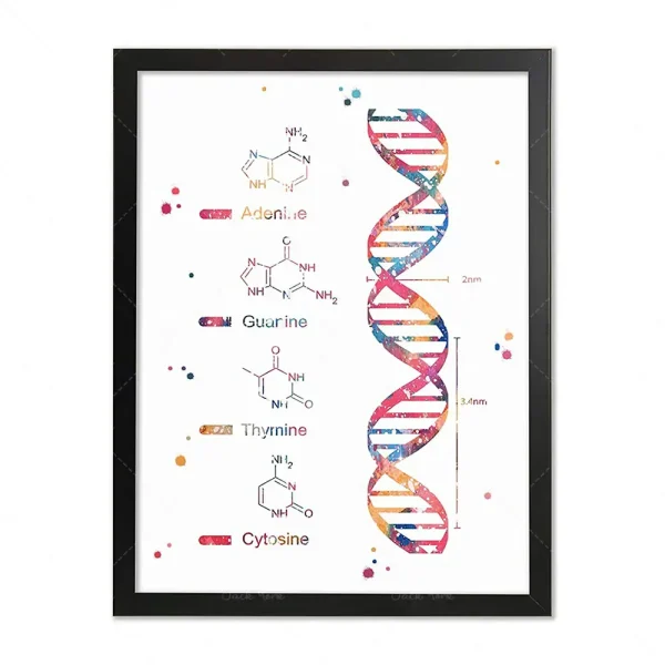 Dekorativt panel som representerar DNA-strukturen med kvävebaserna Adenin, Guanin, Tymin och Cytosin, som illustrerar den genetiska sammansättningen.