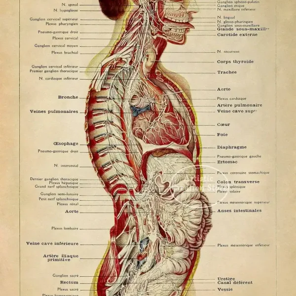 Anatomisk illustration av hjärnan och det centrala nervsystemet, som visar de viktigaste strukturerna som hjärnan, ryggmärgen och kranialnerverna.