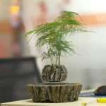 Grön växt i en vetenskaplig dekorationskruka, idealisk för en modern inredning eller kontor, som ger en naturlig och elegant touch till ditt utrymme.