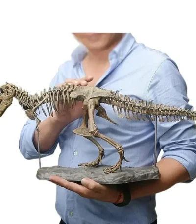 Modell av Tyrannosaurus rex skelett för vetenskaplig eller utbildande inredning, presenterad av en samlare eller ett museum.