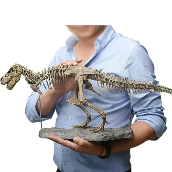 Modell av Tyrannosaurus rex skelett för vetenskaplig eller utbildande inredning, presenterad av en samlare eller ett museum.