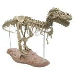 T-Rex dinosaurieskelett, samlarinredning för paleontologi- och naturhistorieentusiaster.