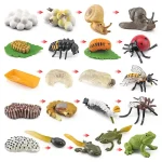 Illustrerade livscykler för insekter och djur.