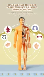 Avtagbar och monterad anatomisk modell för barn, som illustrerar inre organ för utbildnings- och vetenskaplig dekoration.