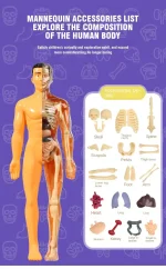 Anatomisk docka för mänsklig anatomi för lärande om den mänskliga kroppen, inklusive huvud, bröstkorg, ryggrad, lemmar och inre organ.