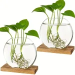 Vattenväxter i en transparent glasburk med synliga rötter, placerade på en träbas, som illustrerar vetenskaplig och naturlig dekoration.