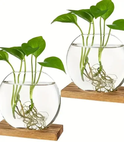 Vattenväxter i en transparent glasburk med synliga rötter, placerade på en träbas, som illustrerar vetenskaplig och naturlig dekoration.