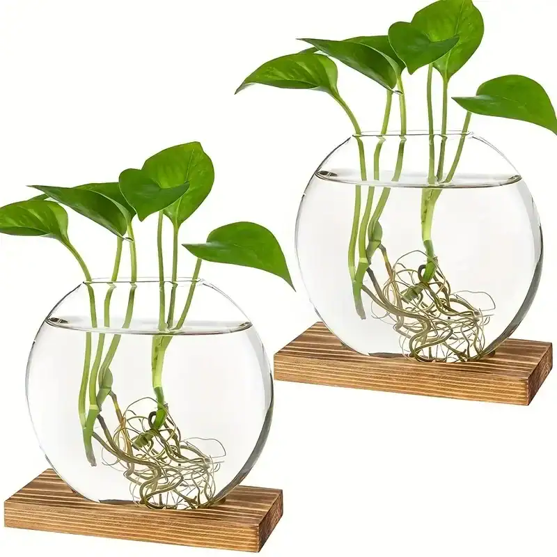 Vattenväxter i en transparent glasburk med synliga rötter, placerade på en träbas, som illustrerar vetenskaplig och naturlig dekoration.