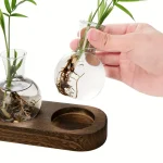 Två små glasvaser med växter med synliga rötter, placerade på en träplatta, som illustrerar vetenskaplig och naturlig dekoration.