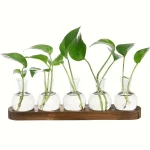 Serie av fem gröna växter i små glasvaser, placerade på en träplatta, som illustrerar modern och elegant botanisk dekoration.
