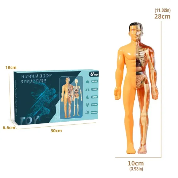 Anatomisk figur av människan med interna och externa detaljer.