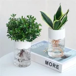 Två krukväxter med synliga rötter i vatten, modern vetenskaplig dekoration, inomhusväxter, minimalistisk stil, naturlig och fräsch atmosfär.