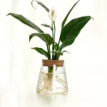 Inomhusväxt med gröna blad och vit blomma i en glasvas med synliga rötter, idealisk för vetenskaplig eller pedagogisk inredning.