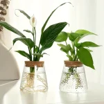 Glasvas med grön växt och vit blomma, naturlig och elegant dekoration för inomhusbruk.