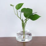 Grön växt i en transparent vas med tjocka och glänsande blad, idealisk för vetenskaplig eller naturlig dekoration.